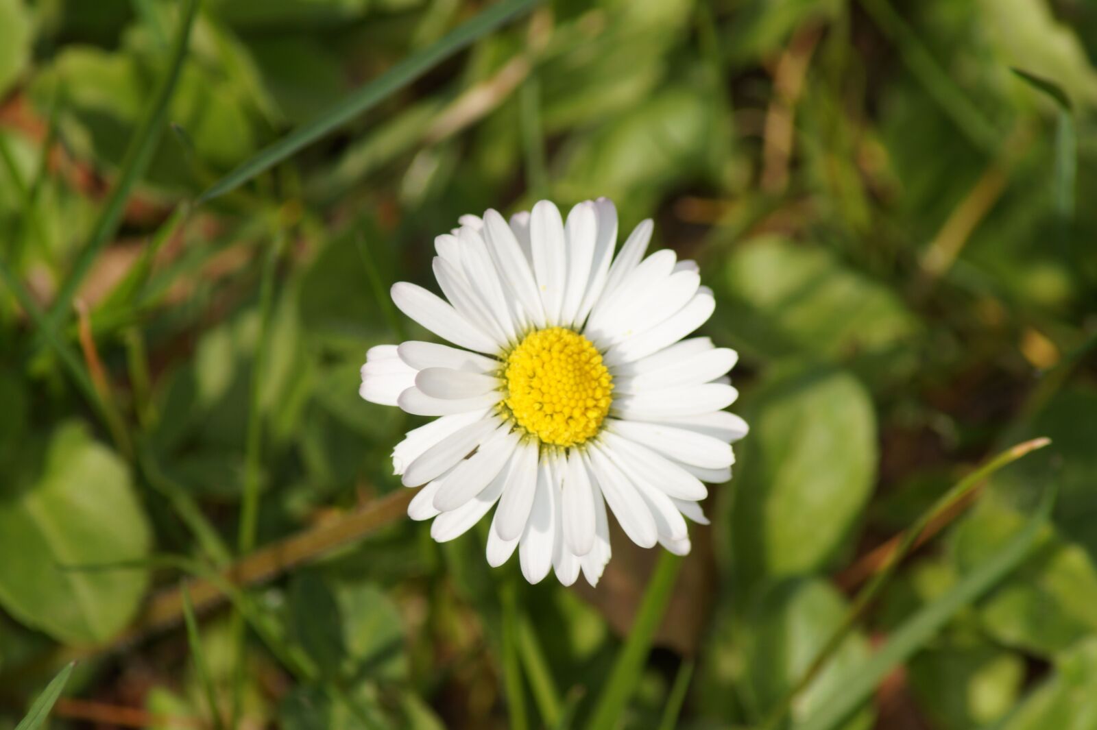Sony SLT-A58 sample photo. Daisy, flower, spring photography