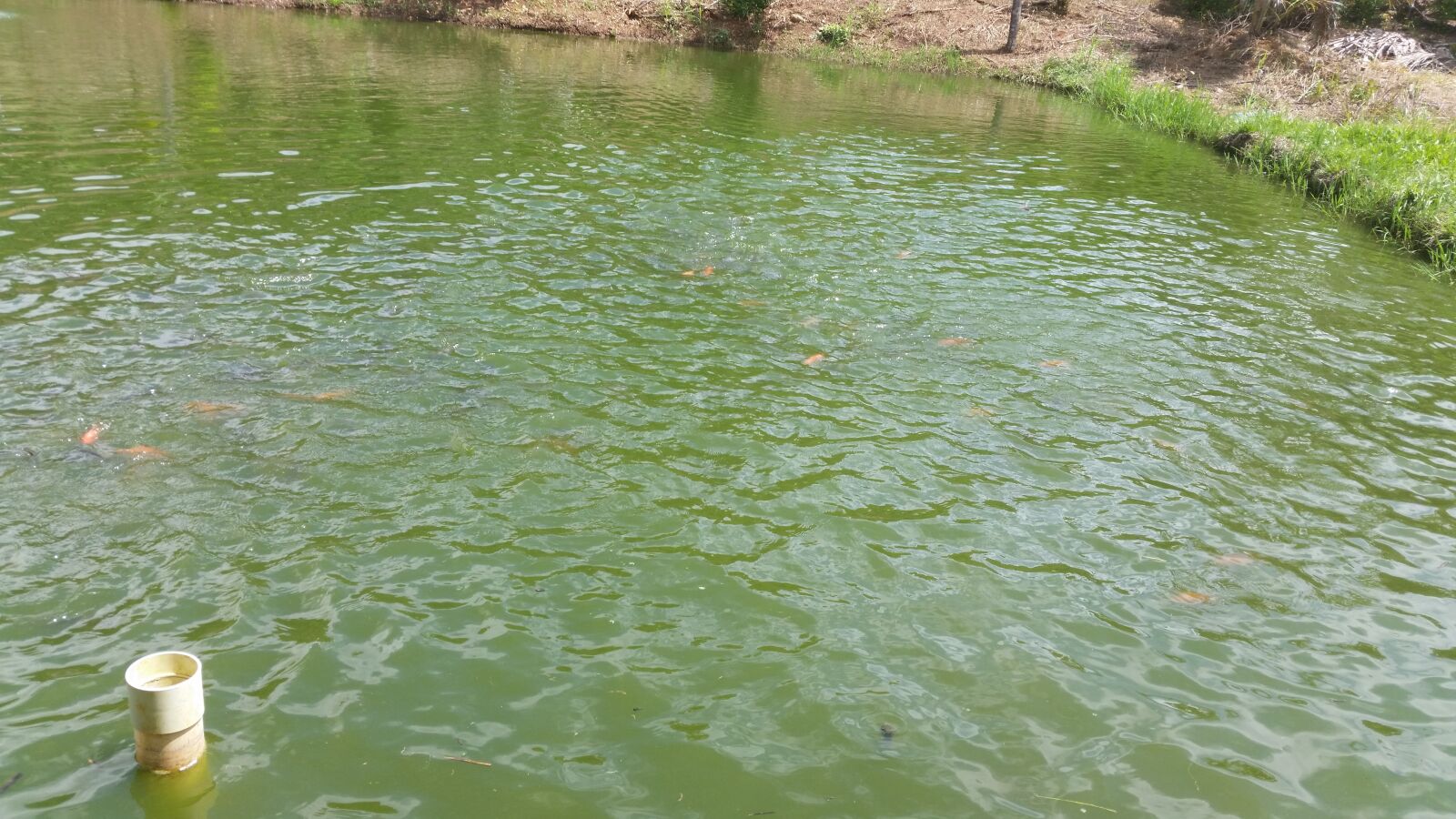 Samsung Galaxy S5 sample photo. Peces, estanque, lago photography