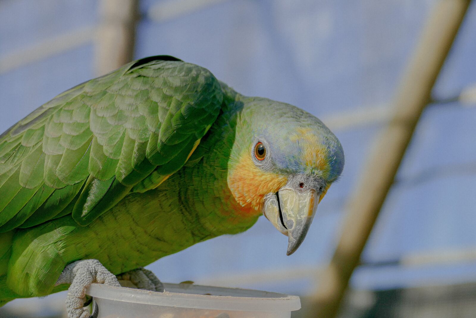 Panasonic Lumix DMC-FZ1000 sample photo. Parrot, bird, nature photography