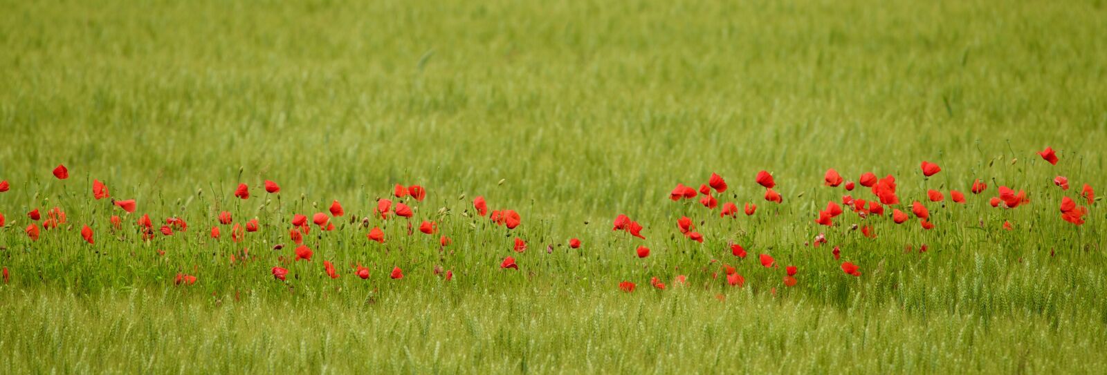 Nikon D810 sample photo. Flowers, poppies, green photography