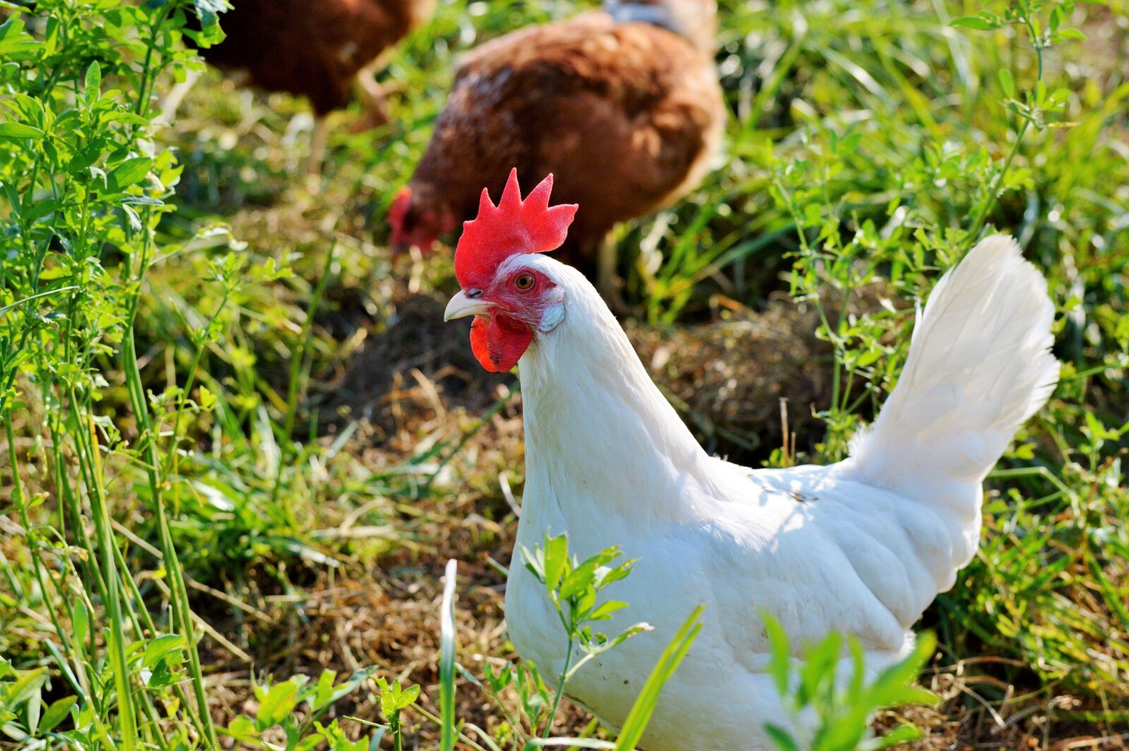 Nikon D3200 sample photo. Chicken, hen, poultry photography