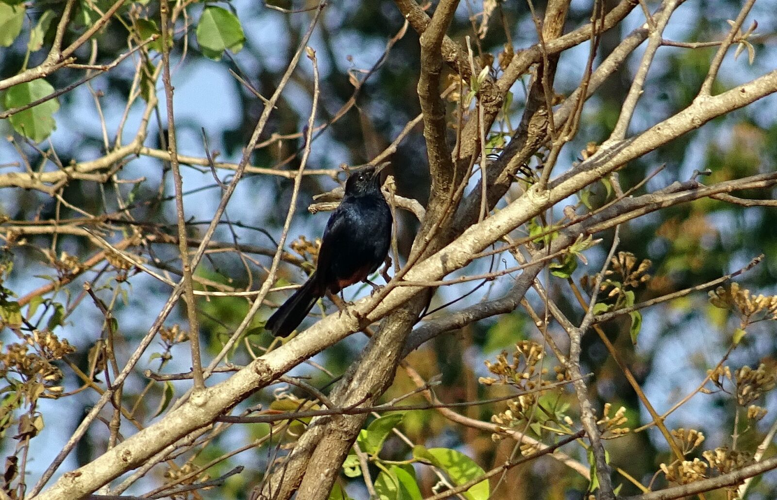 Sony DSC-HX60V sample photo. Bird, robin, indian robin photography
