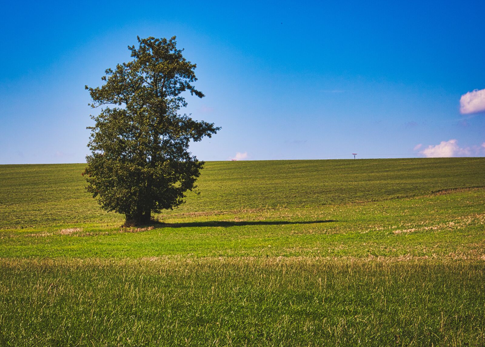 Canon EOS 70D sample photo. Tree, landscape, field photography