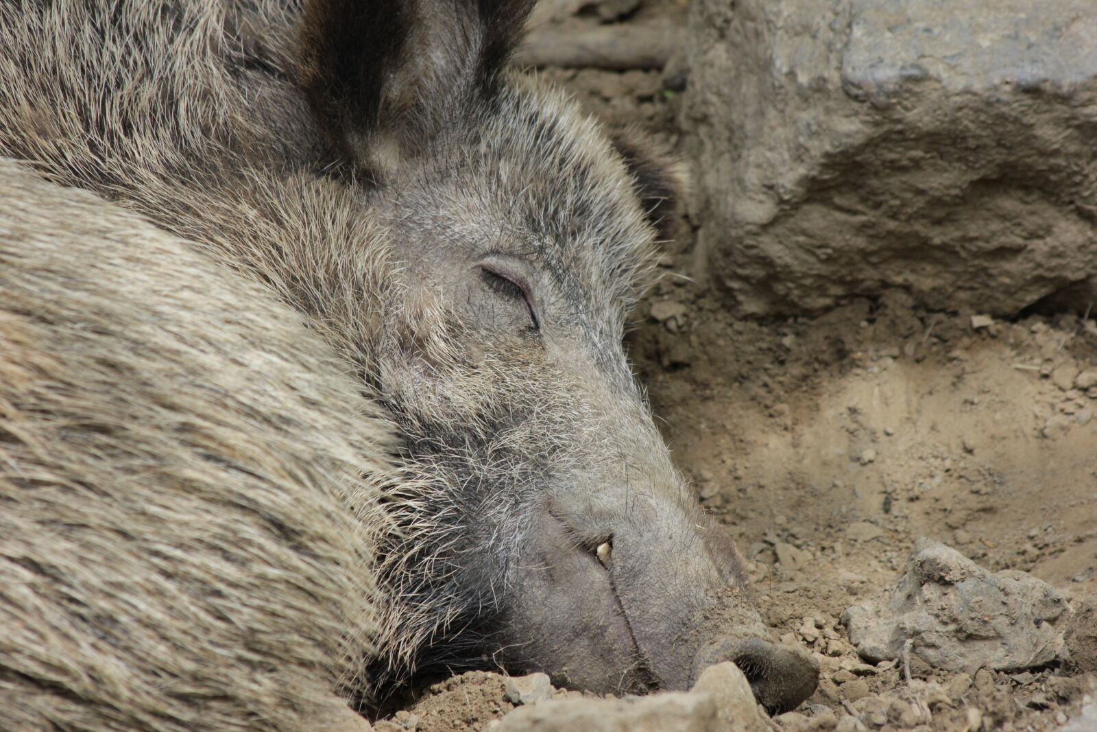 Canon EOS 550D (EOS Rebel T2i / EOS Kiss X4) sample photo. Boar, pig, animal photography