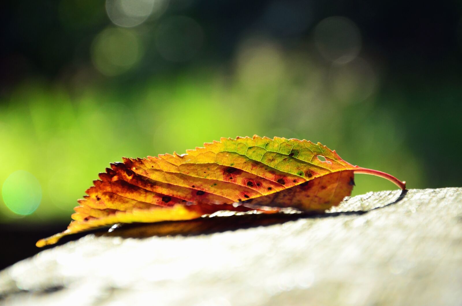 Nikon D5100 sample photo. Leaf, autumn, plant, tree photography