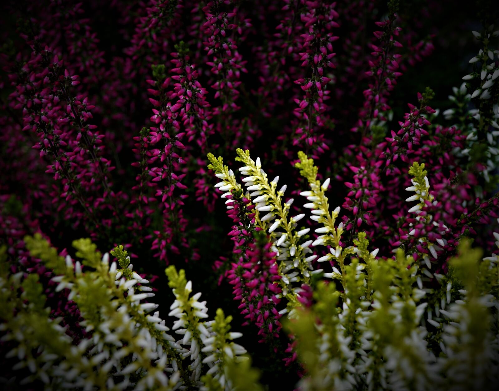 Sony E 30mm F3.5 Macro sample photo. Mourning, longing, pain photography