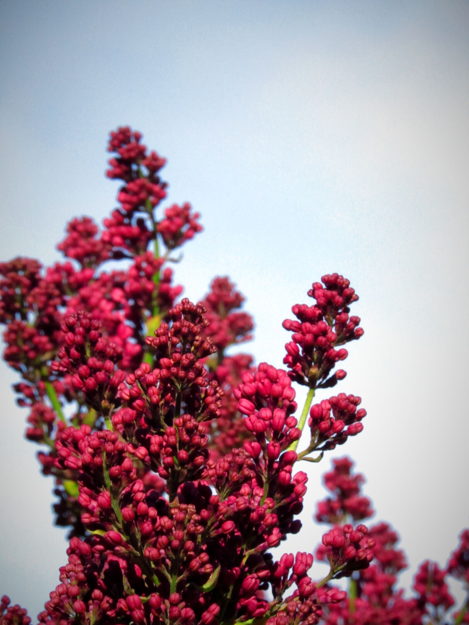 Canon PowerShot SX530 HS sample photo. Flowers, lilac, pink photography