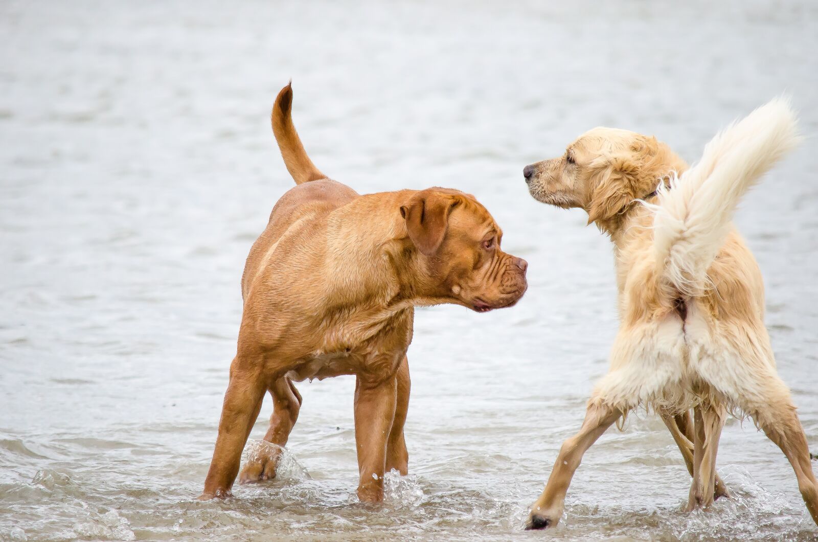Nikon D5100 sample photo. Dog, golden retriever, beach photography