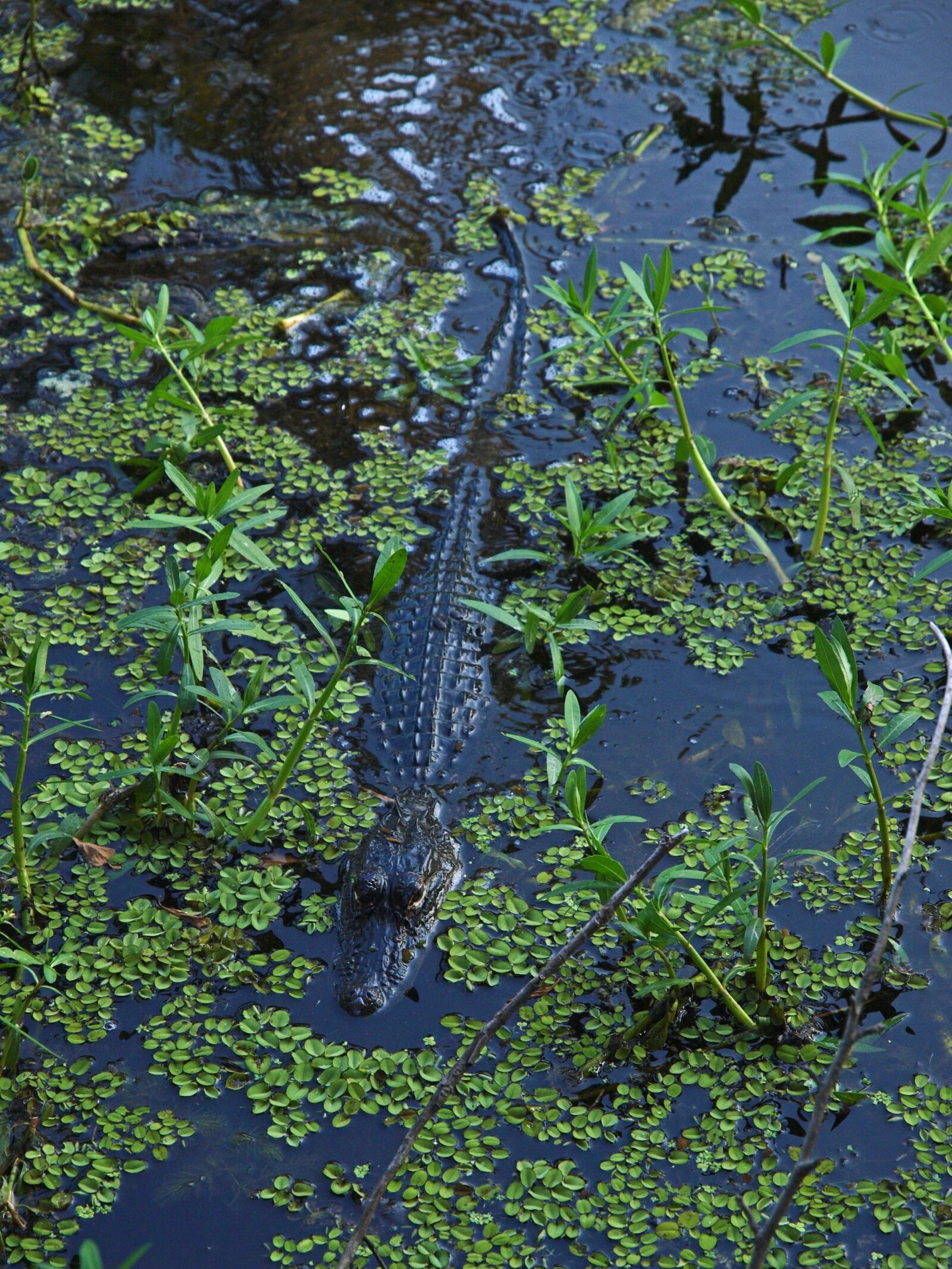Olympus E-3 sample photo. Nature, water, flora photography