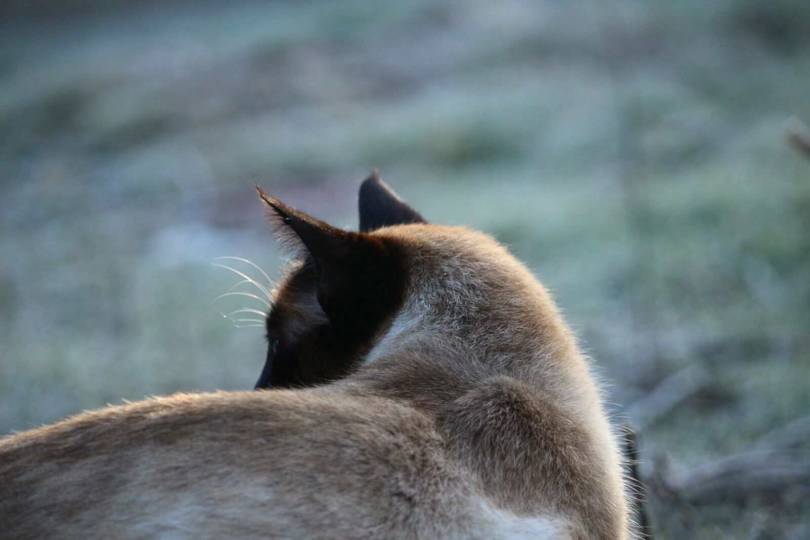Canon EOS 100D (EOS Rebel SL1 / EOS Kiss X7) sample photo. Cat, siamese cat, siamese photography
