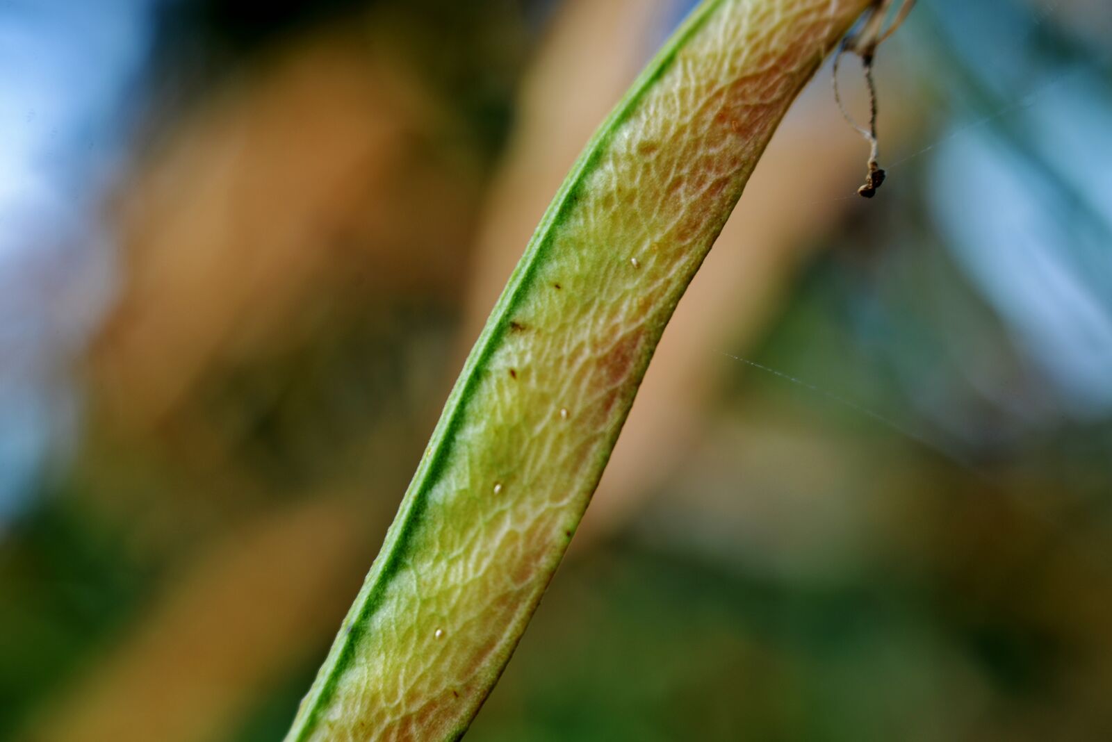 Nikon D600 sample photo. Seed box, lathyrus, detail photography