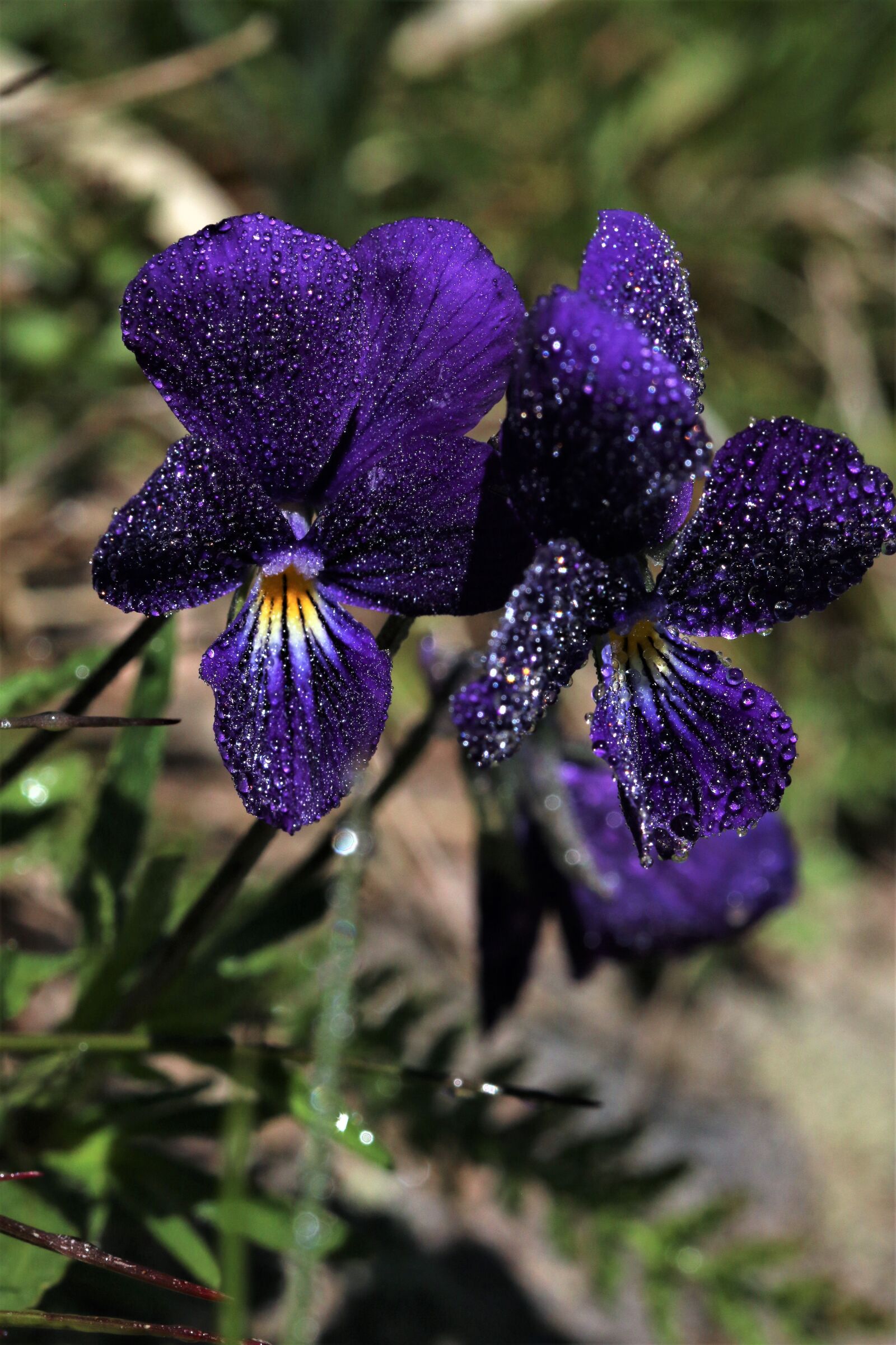 Canon EF 100mm F2.8L Macro IS USM sample photo. Violet, purple, nature photography