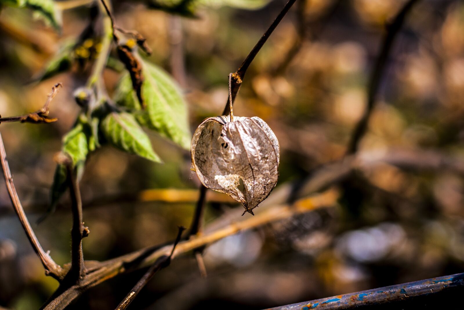 Nikon D60 sample photo. Uvilla dry, fruit, landscape photography