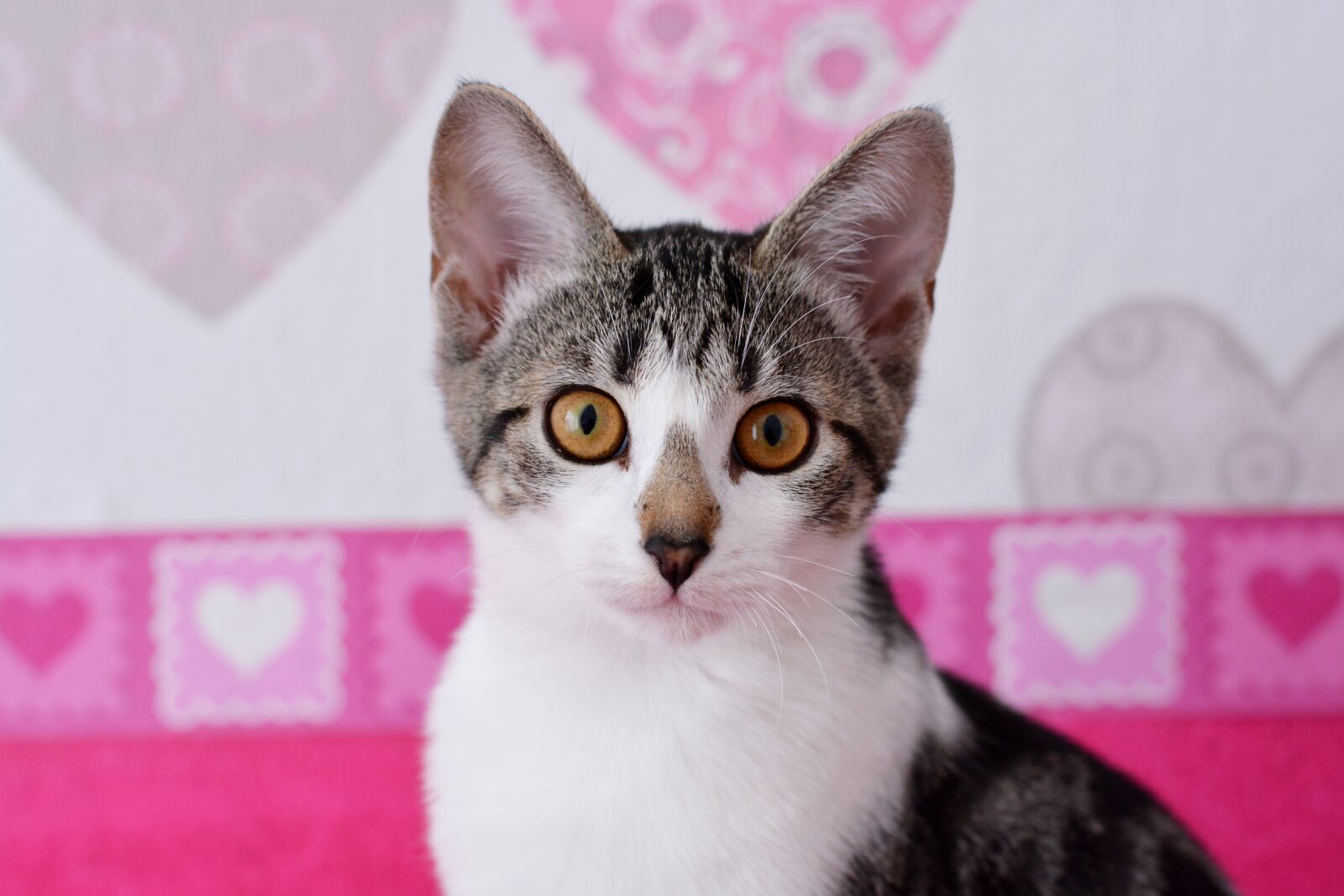 Nikon D7100 sample photo. Cat, pet, domestic cat photography