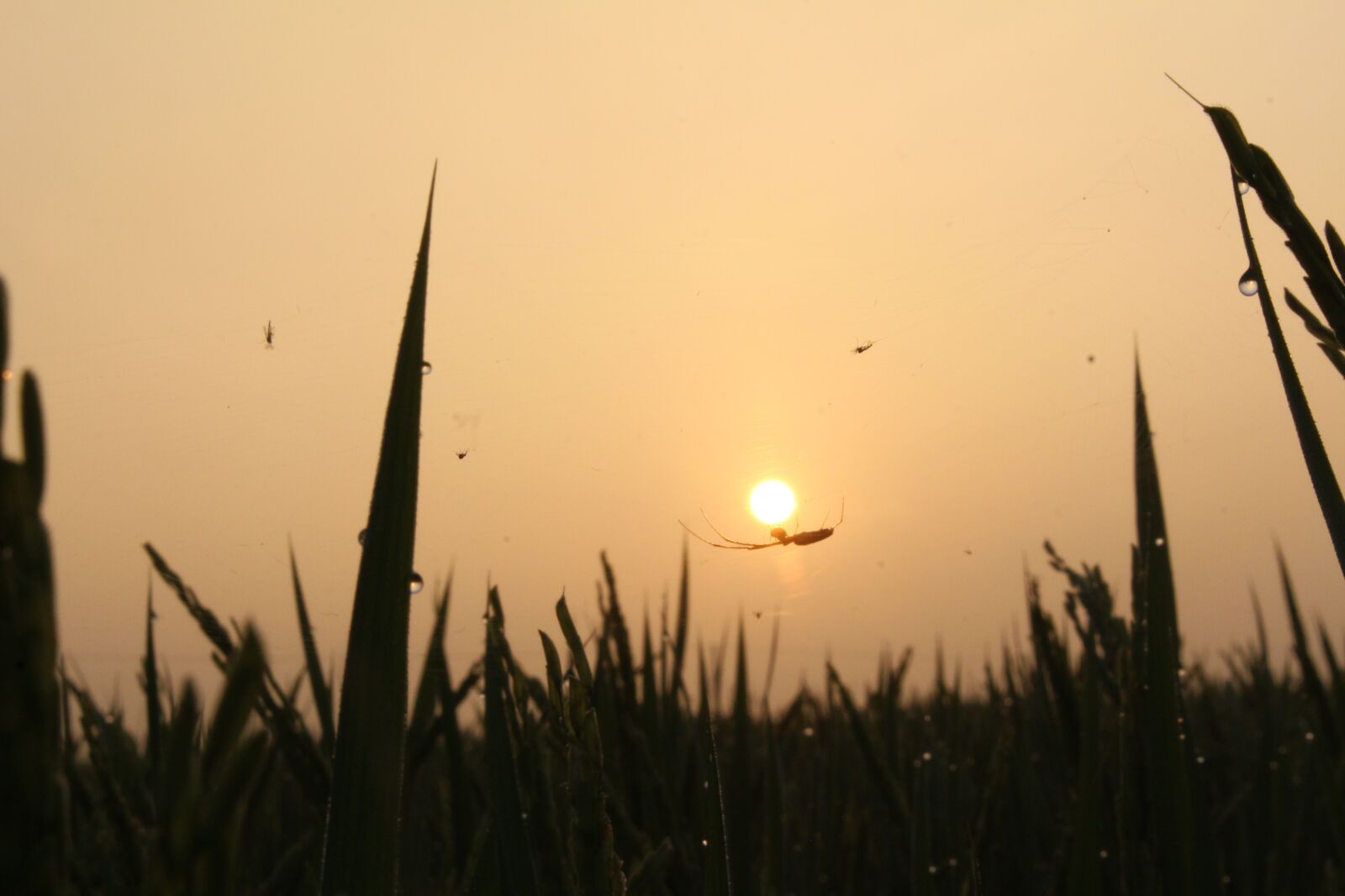 Canon EOS 700D (EOS Rebel T5i / EOS Kiss X7i) sample photo. The sun, dawn, orange photography