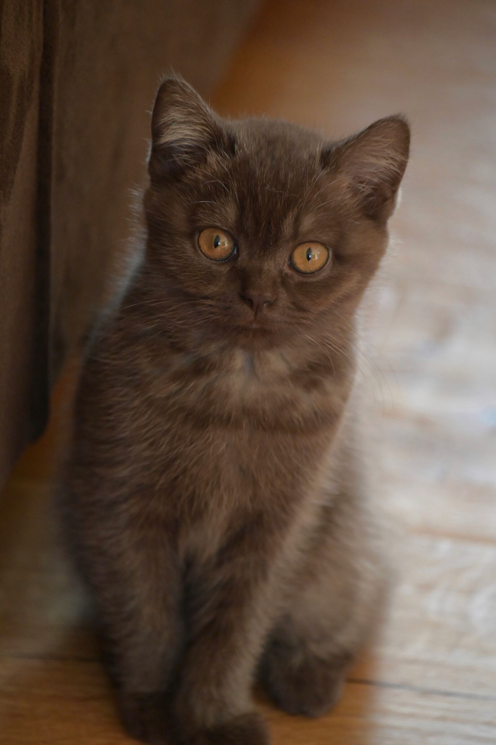 Nikon Z6 sample photo. Kitten, cat, pet photography