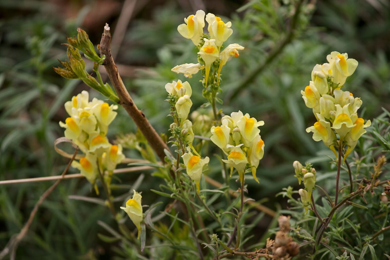 Canon EOS 1100D (EOS Rebel T3 / EOS Kiss X50) sample photo. Small snapdragons, mrs flax photography