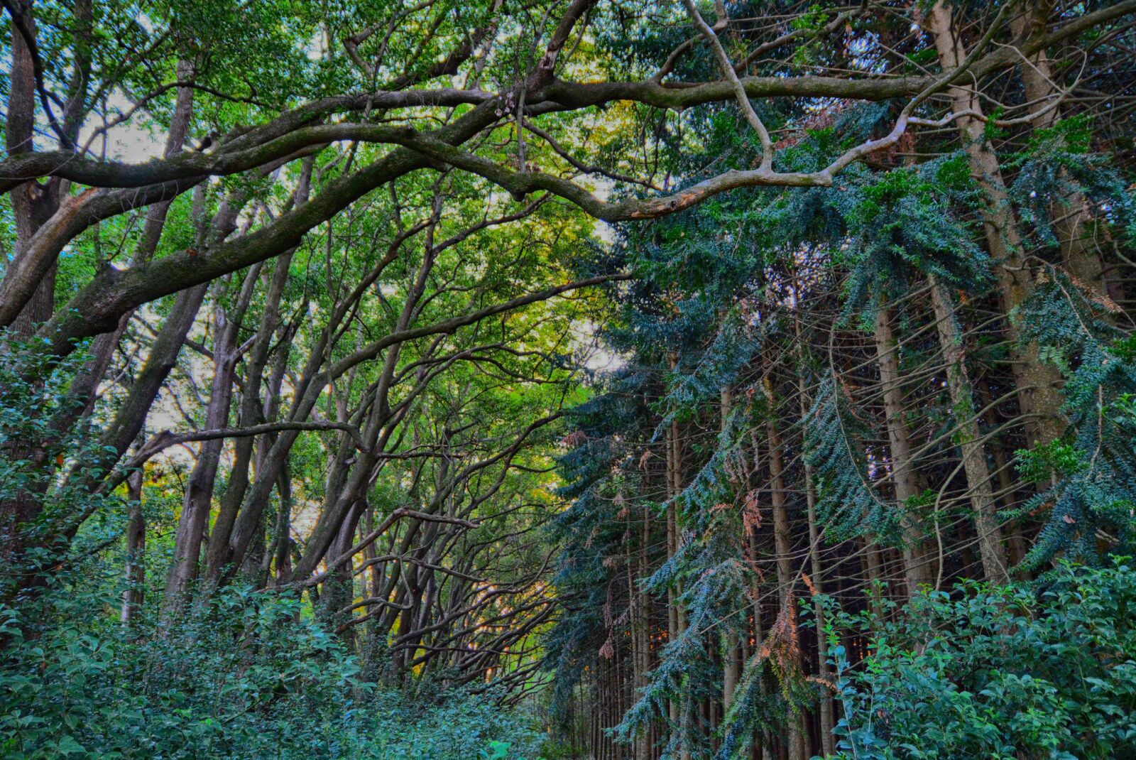 Nikon D5200 sample photo. Wood, nature, tree photography