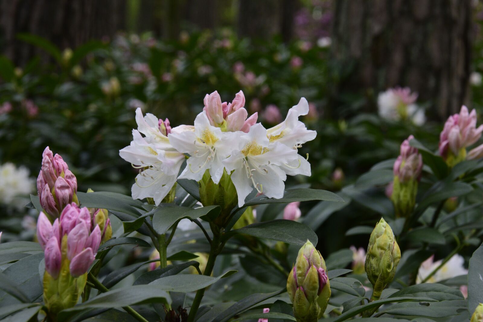 Nikon D3300 sample photo. Rhododendron, flower, summer photography