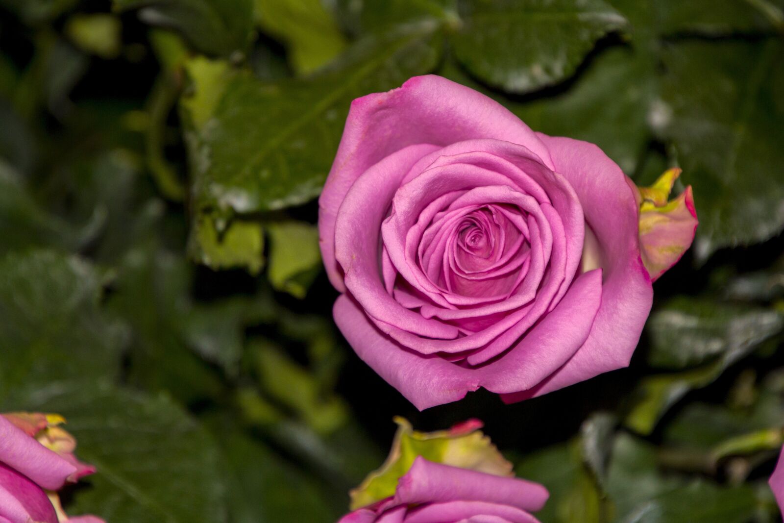 Canon EOS 700D (EOS Rebel T5i / EOS Kiss X7i) sample photo. Nature, seed, tree photography