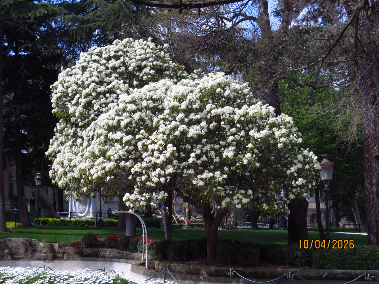 Canon PowerShot SX700 HS sample photo. Taiwanese photinia in y photography