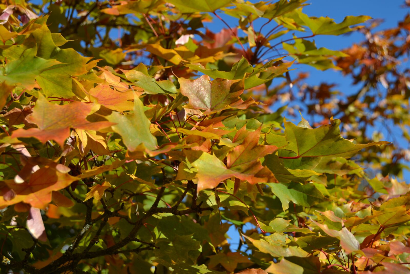 Nikon D3100 sample photo. Fall, foliage, leaves photography