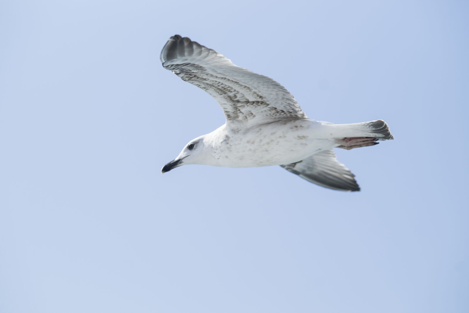 Sony Alpha DSLR-A850 sample photo. Seagull, bird, background photography