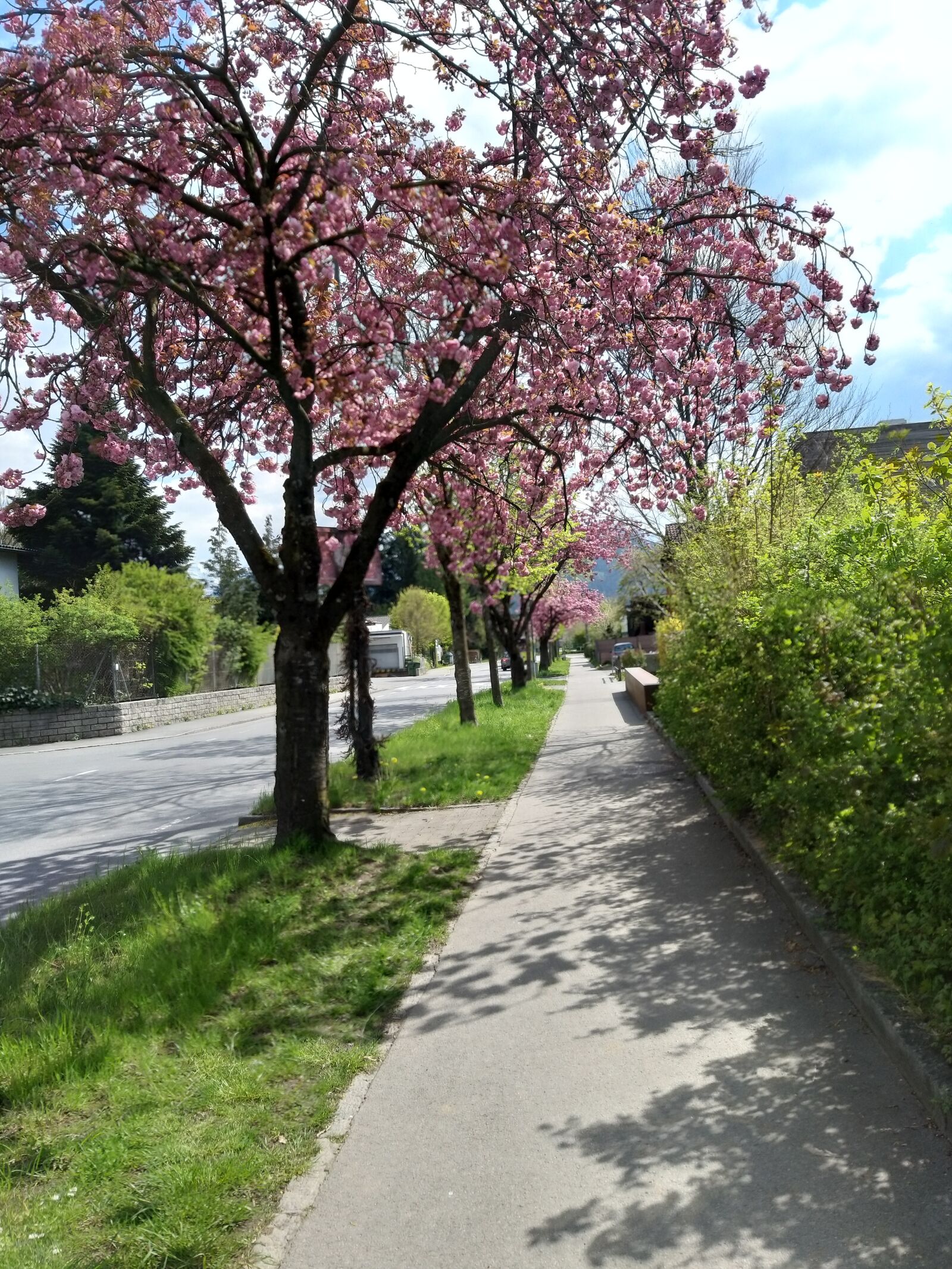 Samsung Galaxy A9 (2018) sample photo. Road, trees, bloom photography