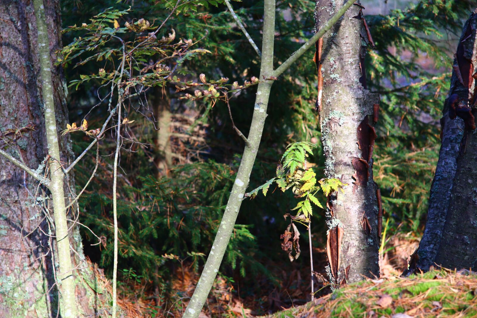 Canon EF-S 17-85mm F4-5.6 IS USM sample photo. Forest, autumn, finnish photography