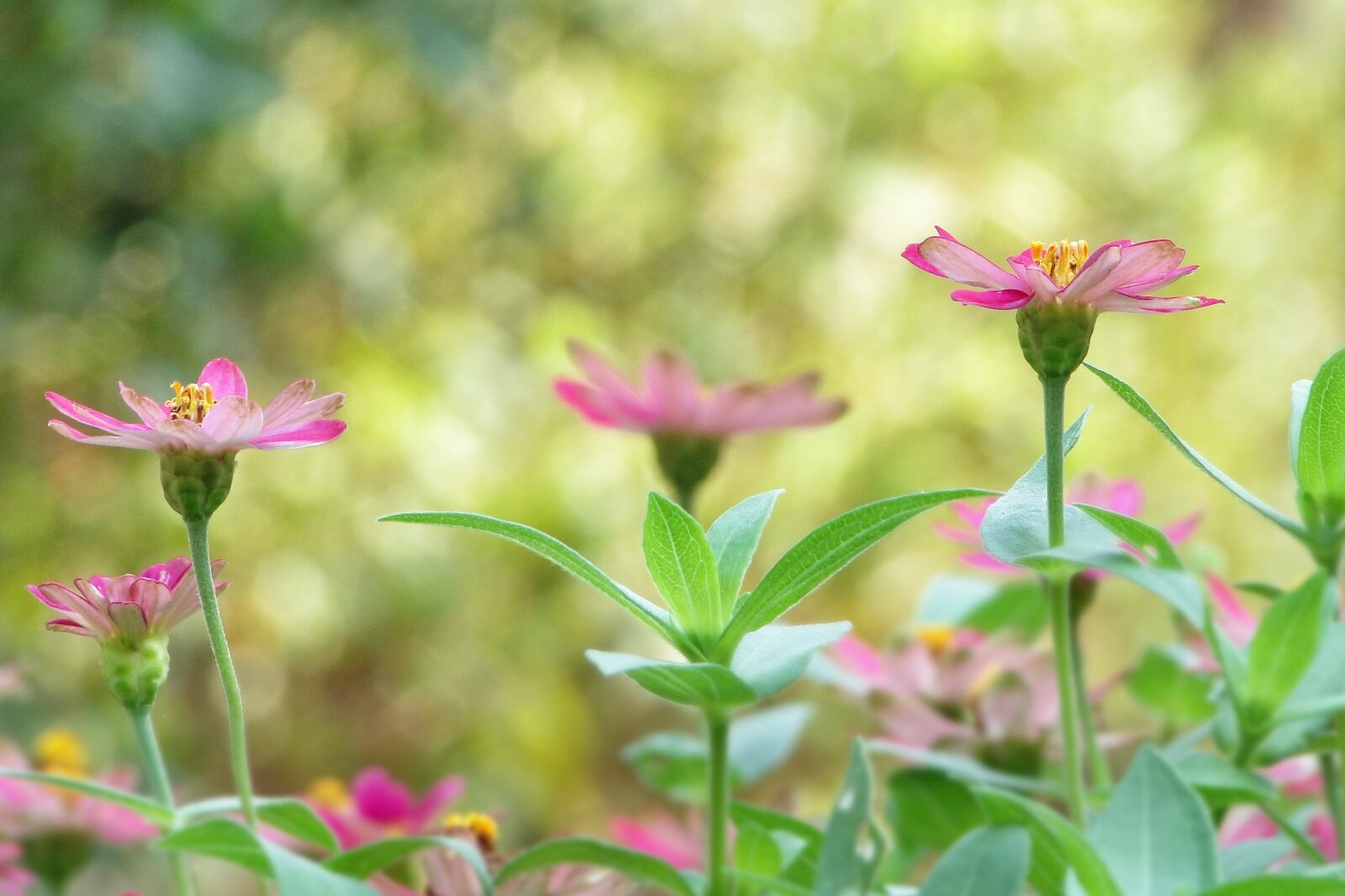 Sony Cyber-shot DSC-HX1 sample photo. Flower, indian blanket flowers photography