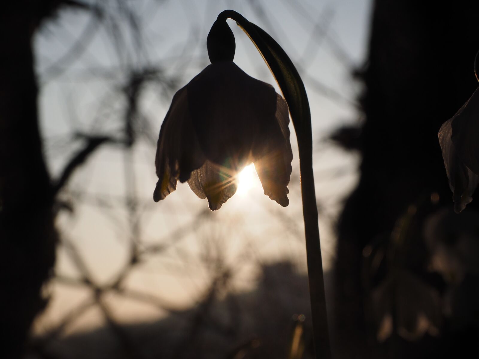 Olympus OM-D E-M1 + Olympus M.Zuiko Digital ED 12-40mm F2.8 Pro sample photo. Snowflake, backlighting, flower photography