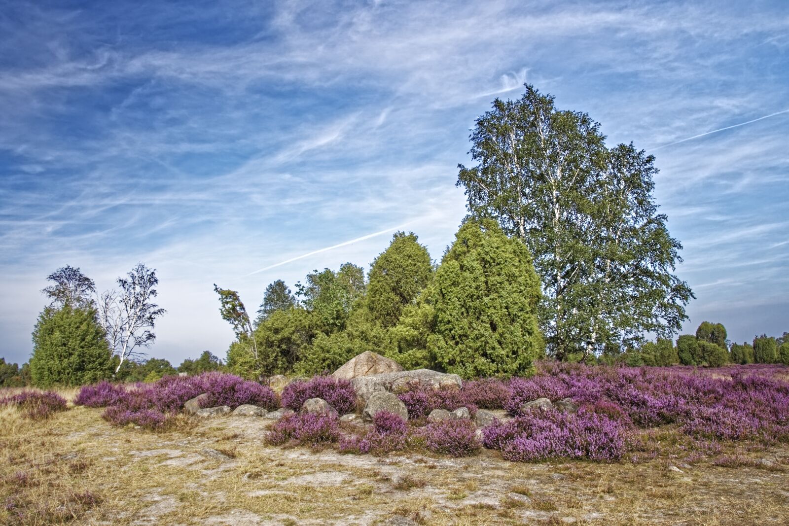 Nikon D500 sample photo. Germany, l neburg heath photography