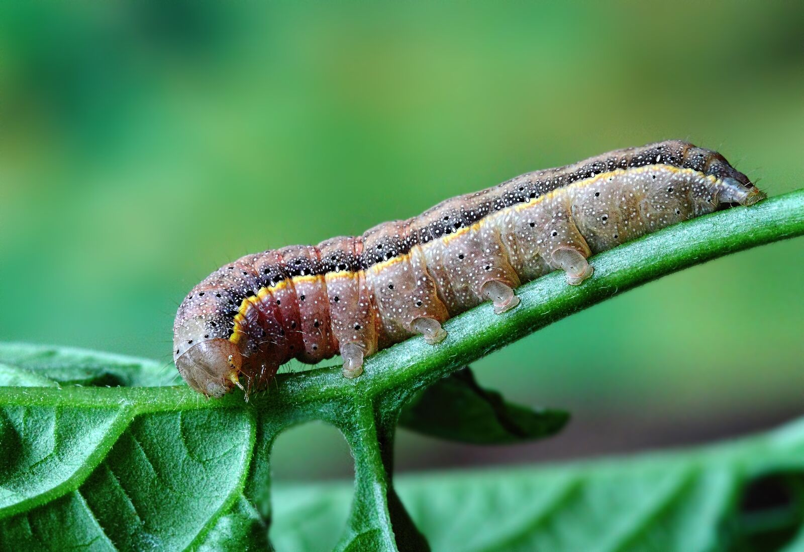 Canon EOS 500D (EOS Rebel T1i / EOS Kiss X3) sample photo. Caterpillar, insect, larva photography
