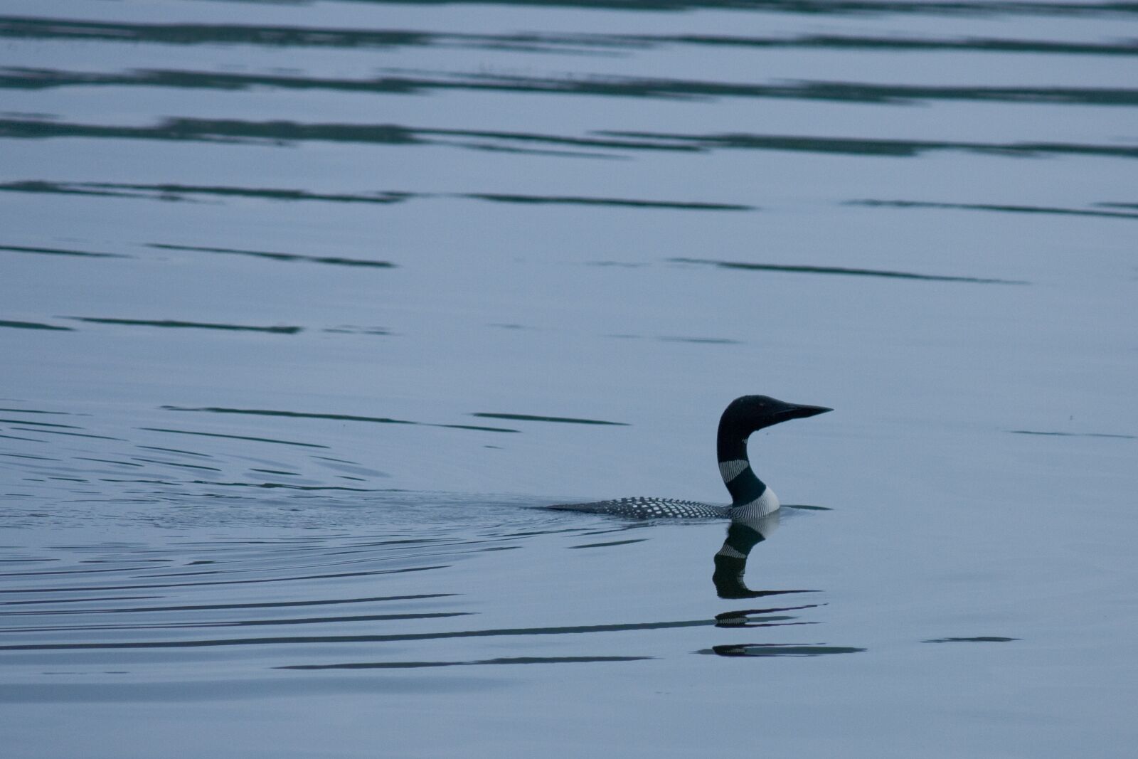Canon EOS 450D (EOS Rebel XSi / EOS Kiss X2) sample photo. Loon, bird, water photography