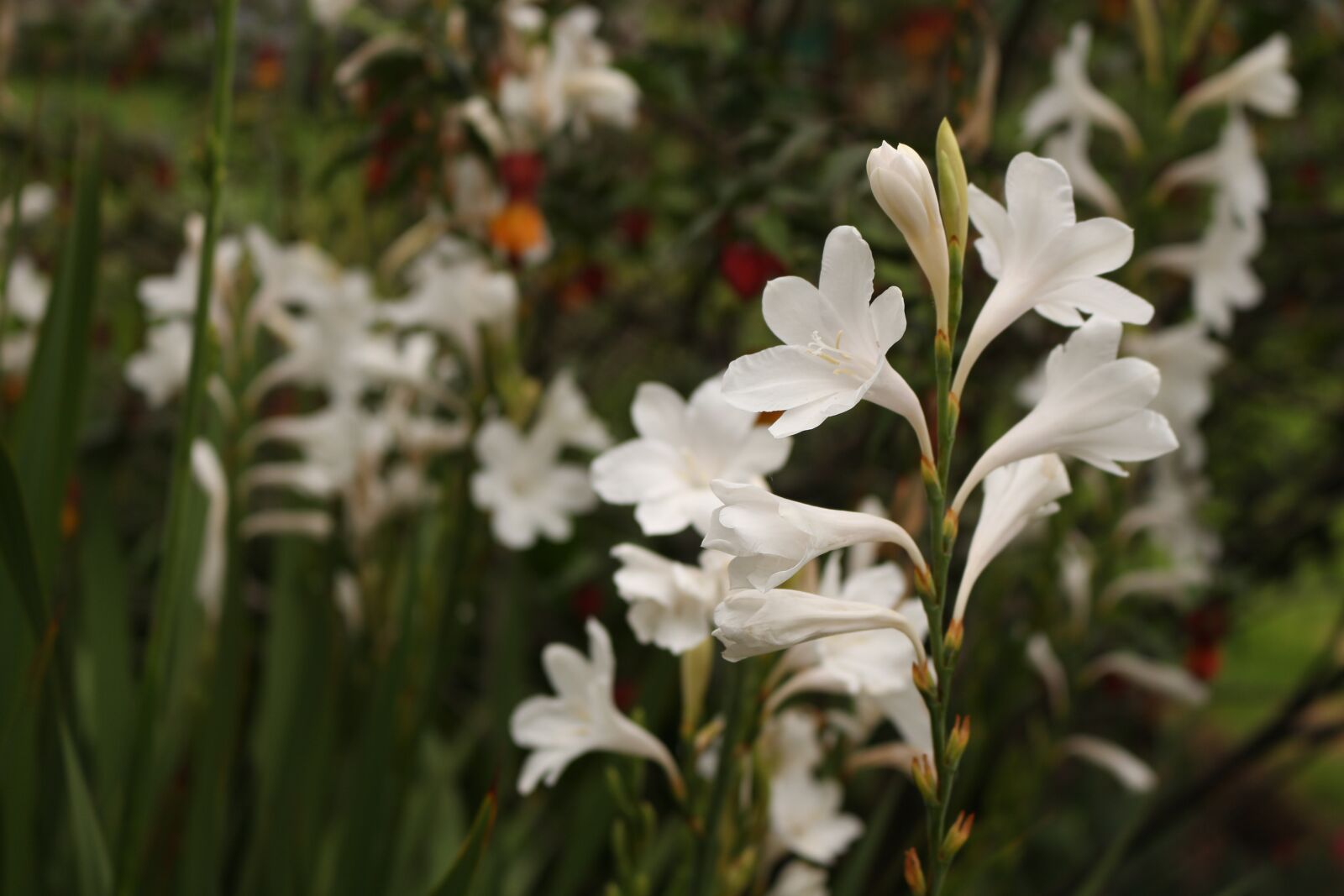 Canon EOS 700D (EOS Rebel T5i / EOS Kiss X7i) sample photo. Flowers, natural, flower photography