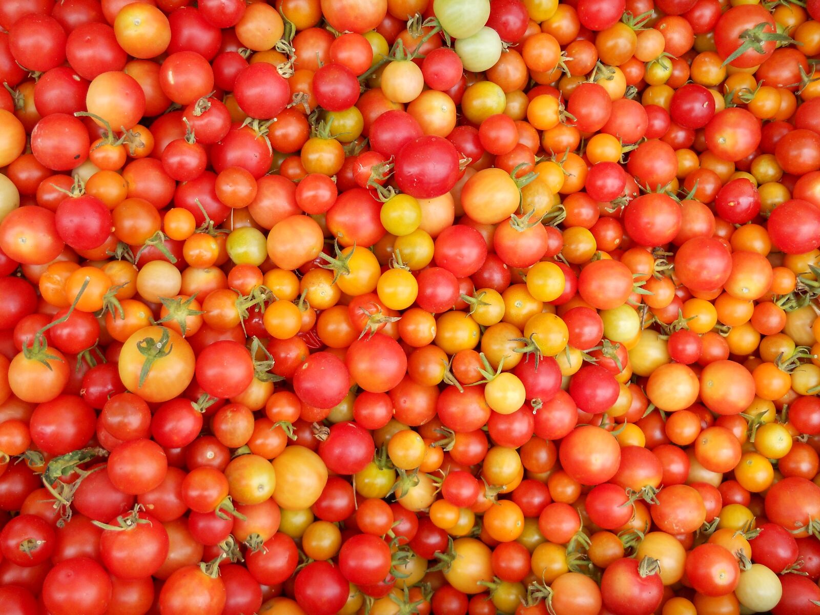 Nikon Coolpix L22 sample photo. Tomatoes, food, fruit photography
