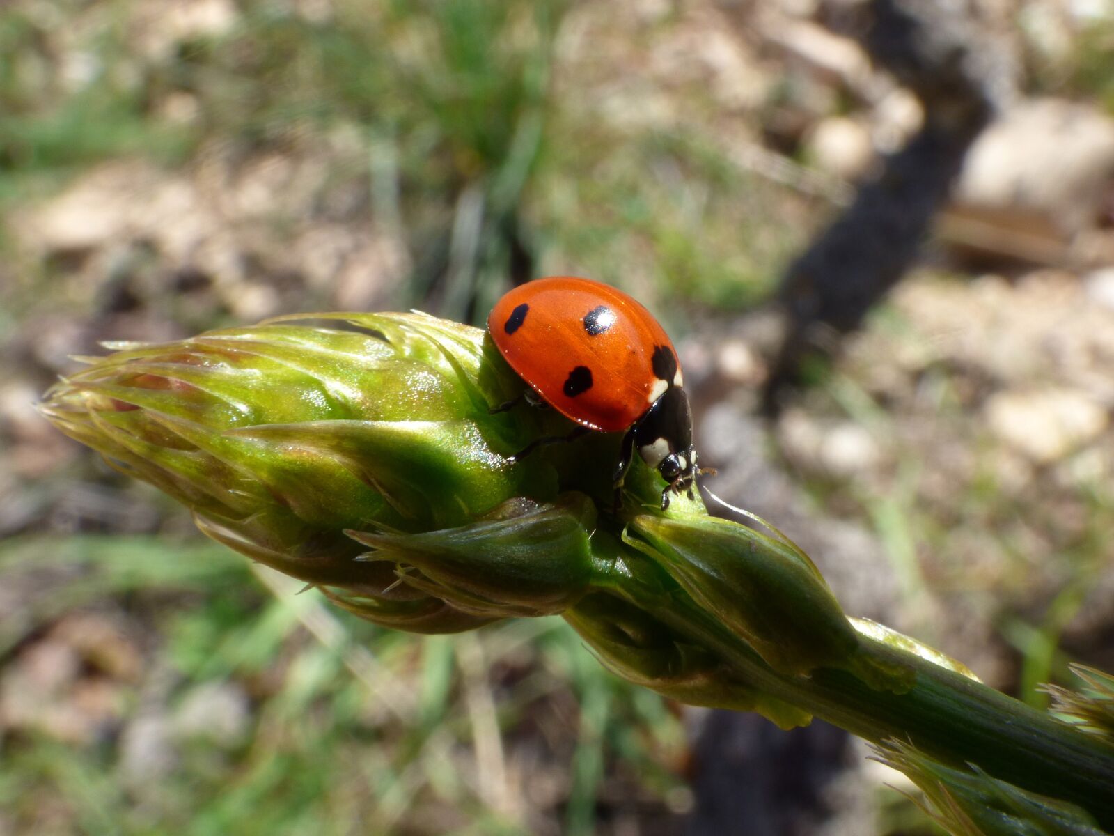 Panasonic Lumix DMC-FZ70 sample photo. Ladybug, asparagus, detail photography