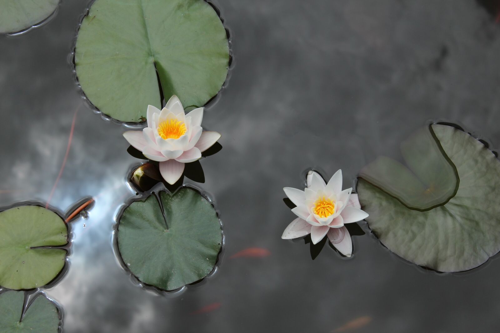 Canon EOS 650D (EOS Rebel T4i / EOS Kiss X6i) sample photo. Nature, flower, pond photography