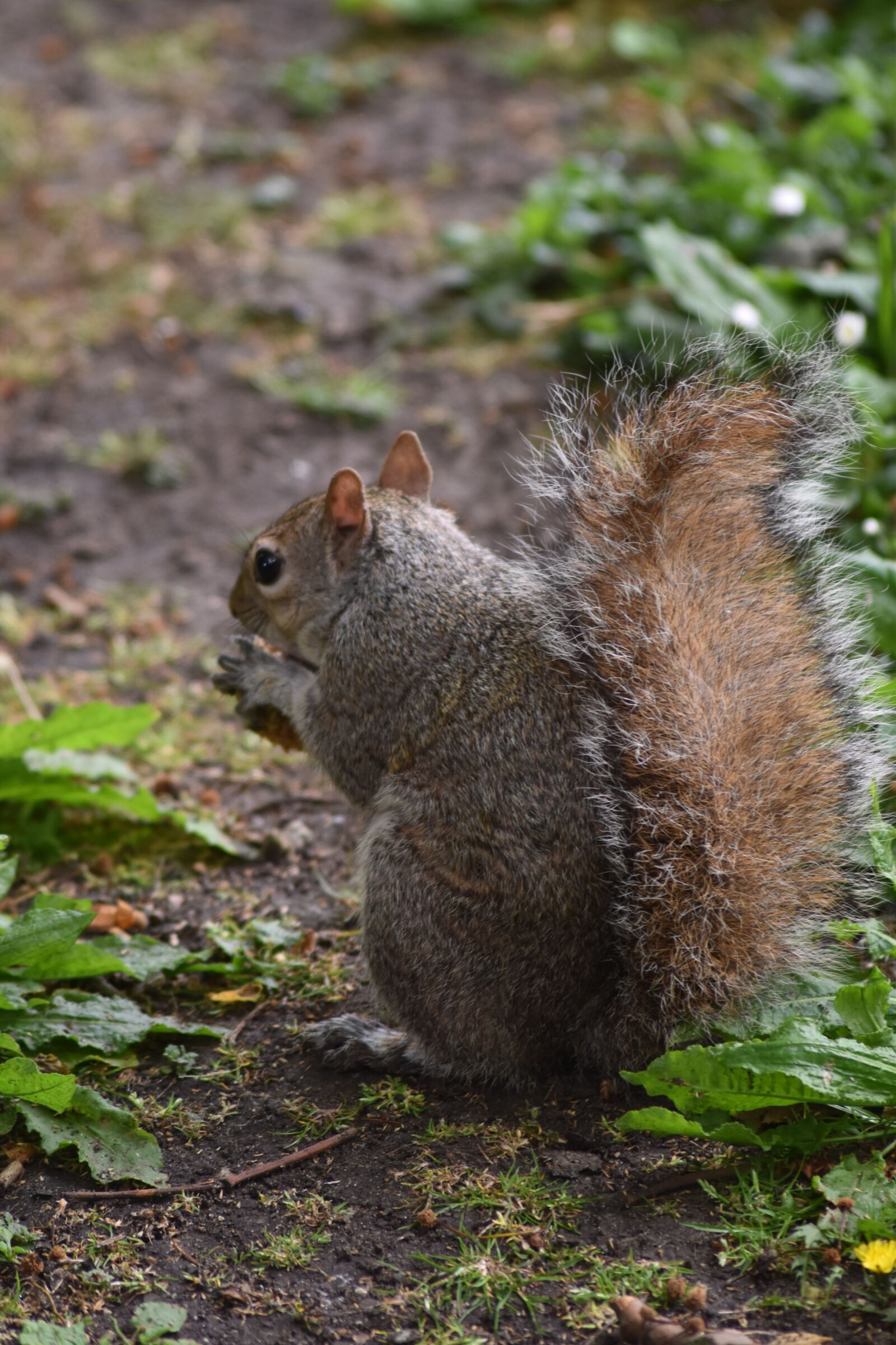 Nikon D5500 sample photo. Nature, rodent, squirrel photography