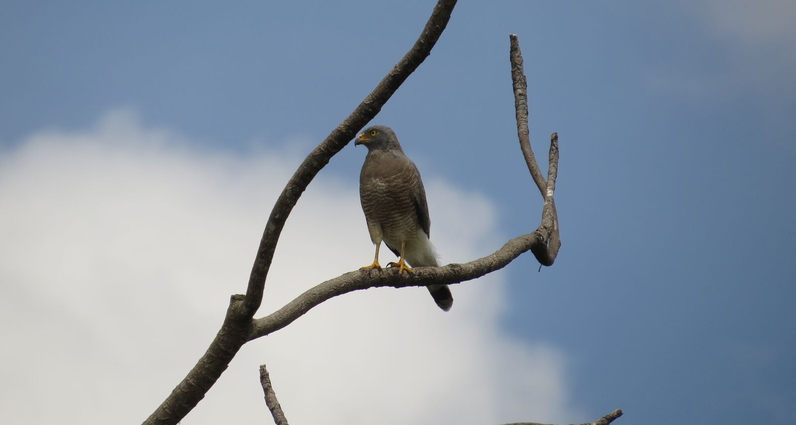 Canon PowerShot SX50 HS sample photo. Ave, aguilucha, bird of photography