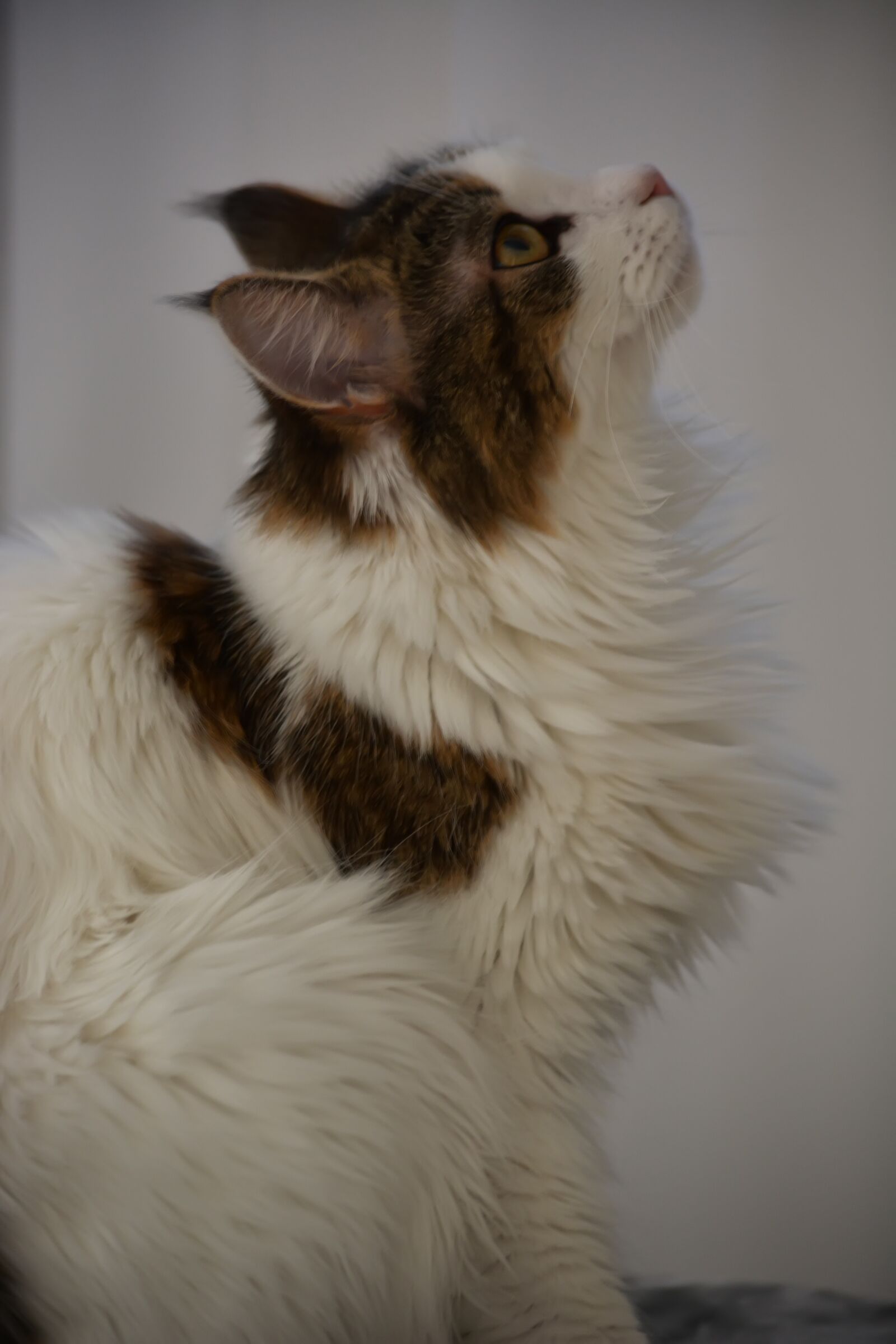 Nikon D5200 sample photo. Kaisa, cat, maine coon photography