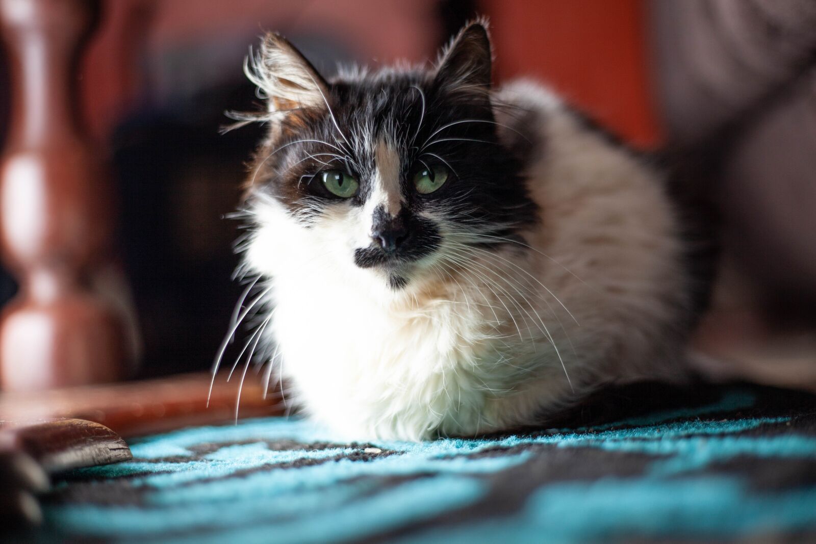 Canon EF 50mm F1.8 STM sample photo. Cat, fur, furry cut photography