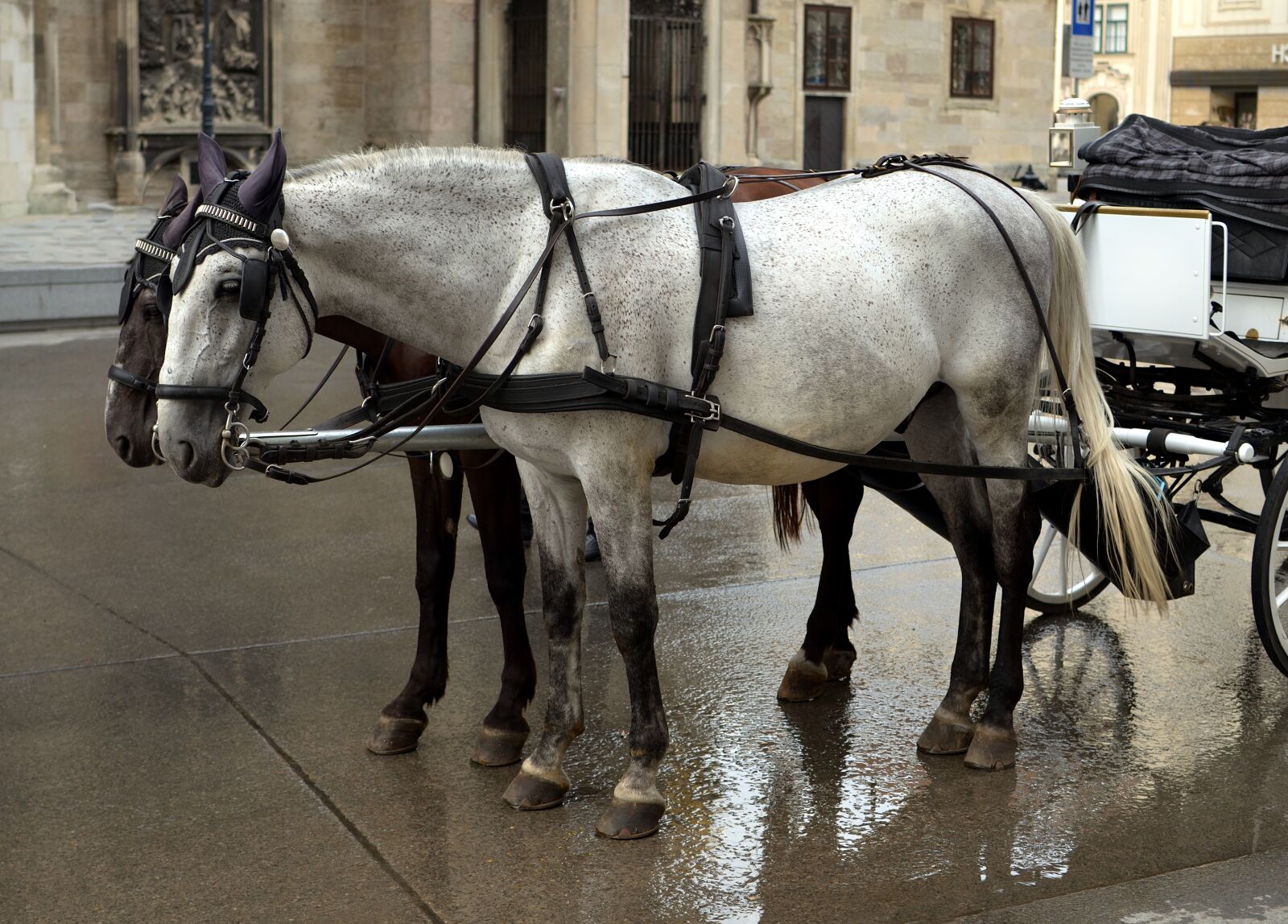 Nikon D7000 sample photo. Horses, cab, cart photography