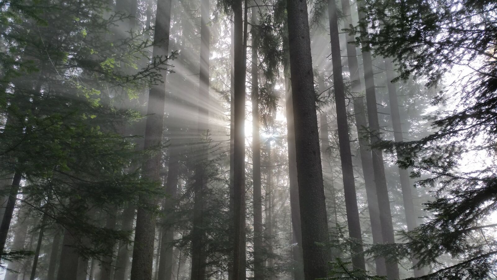Samsung Galaxy S5 sample photo. Nature, forest, fog photography