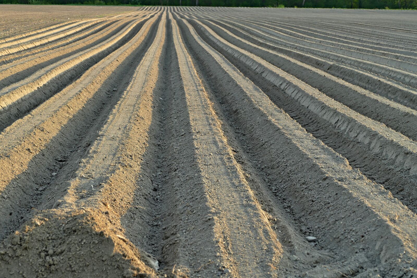 Panasonic Lumix DMC-FZ1000 sample photo. Soil, the preparation of photography