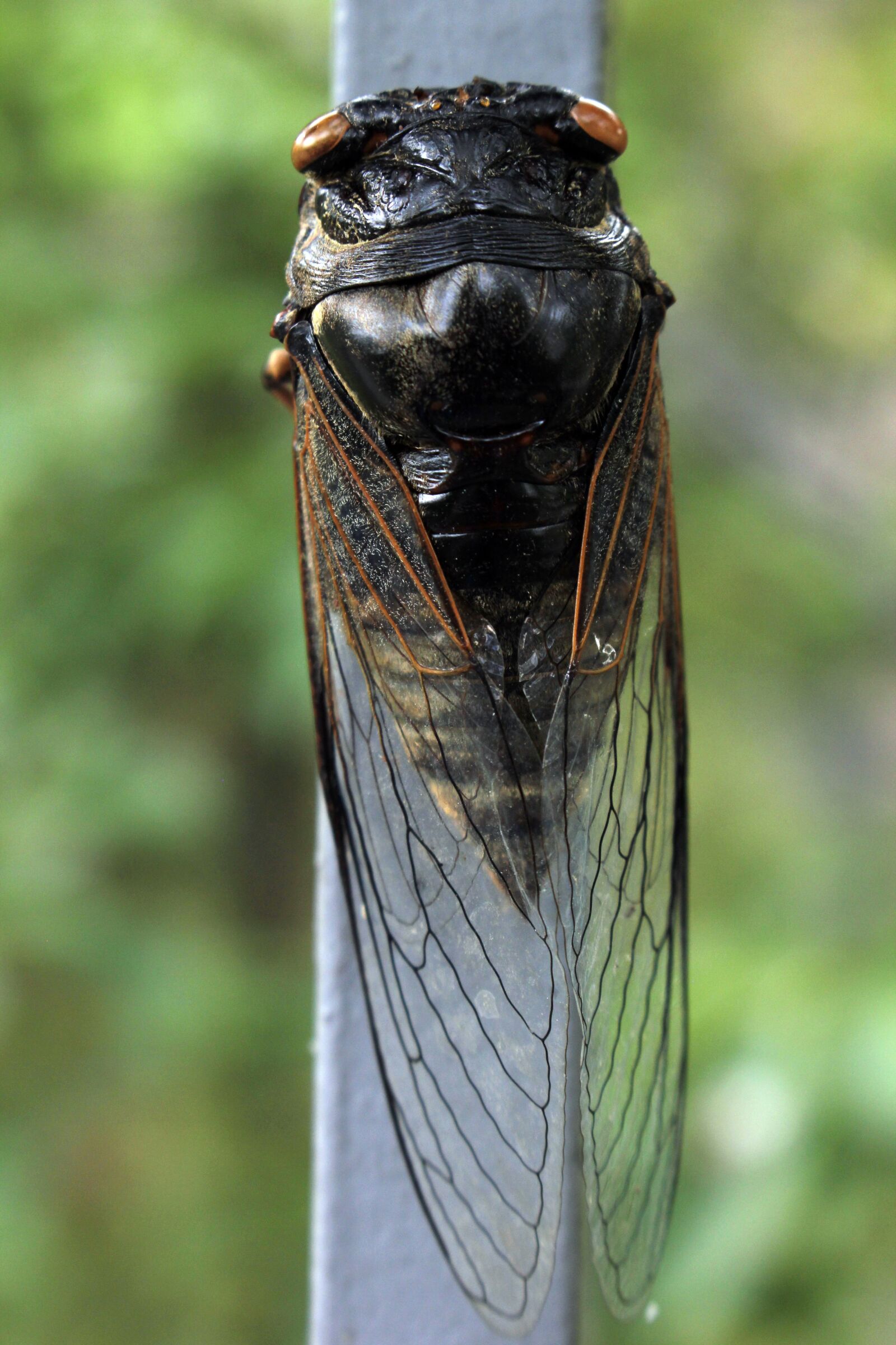 Canon EOS 550D (EOS Rebel T2i / EOS Kiss X4) sample photo. Cicada, insects, wing photography