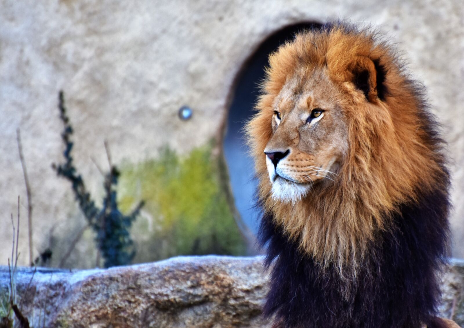 Nikon D7200 sample photo. Lion, big cat, predator photography