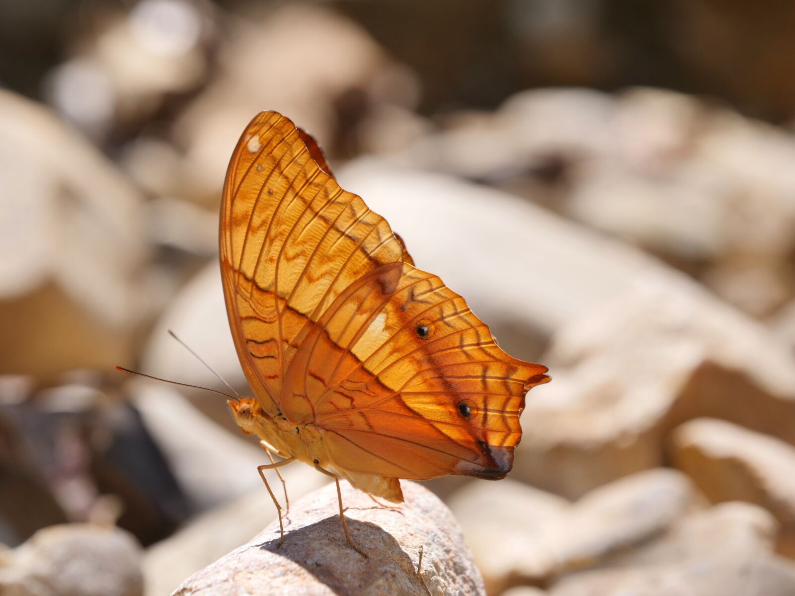 Panasonic Lumix DC-GH5 sample photo. Butterfly, nature, insect photography