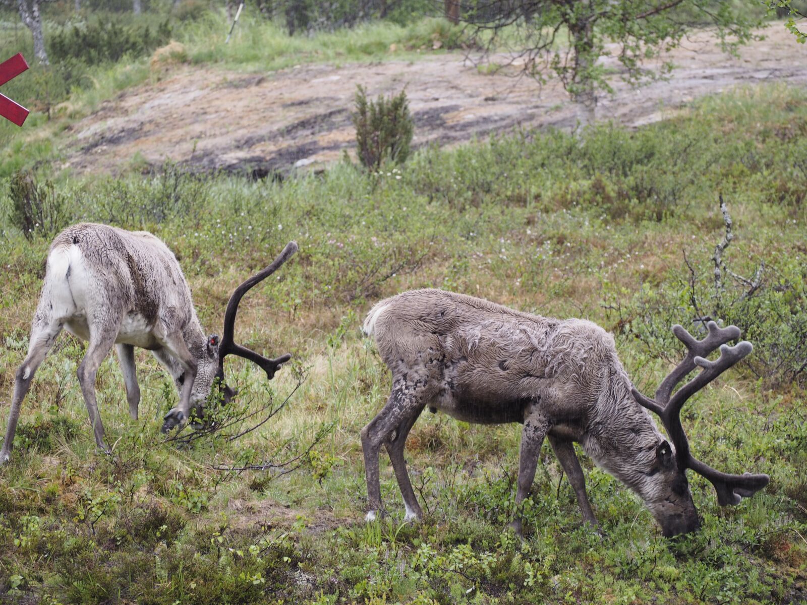 Olympus OM-D E-M10 sample photo. Animals, deer, horns photography