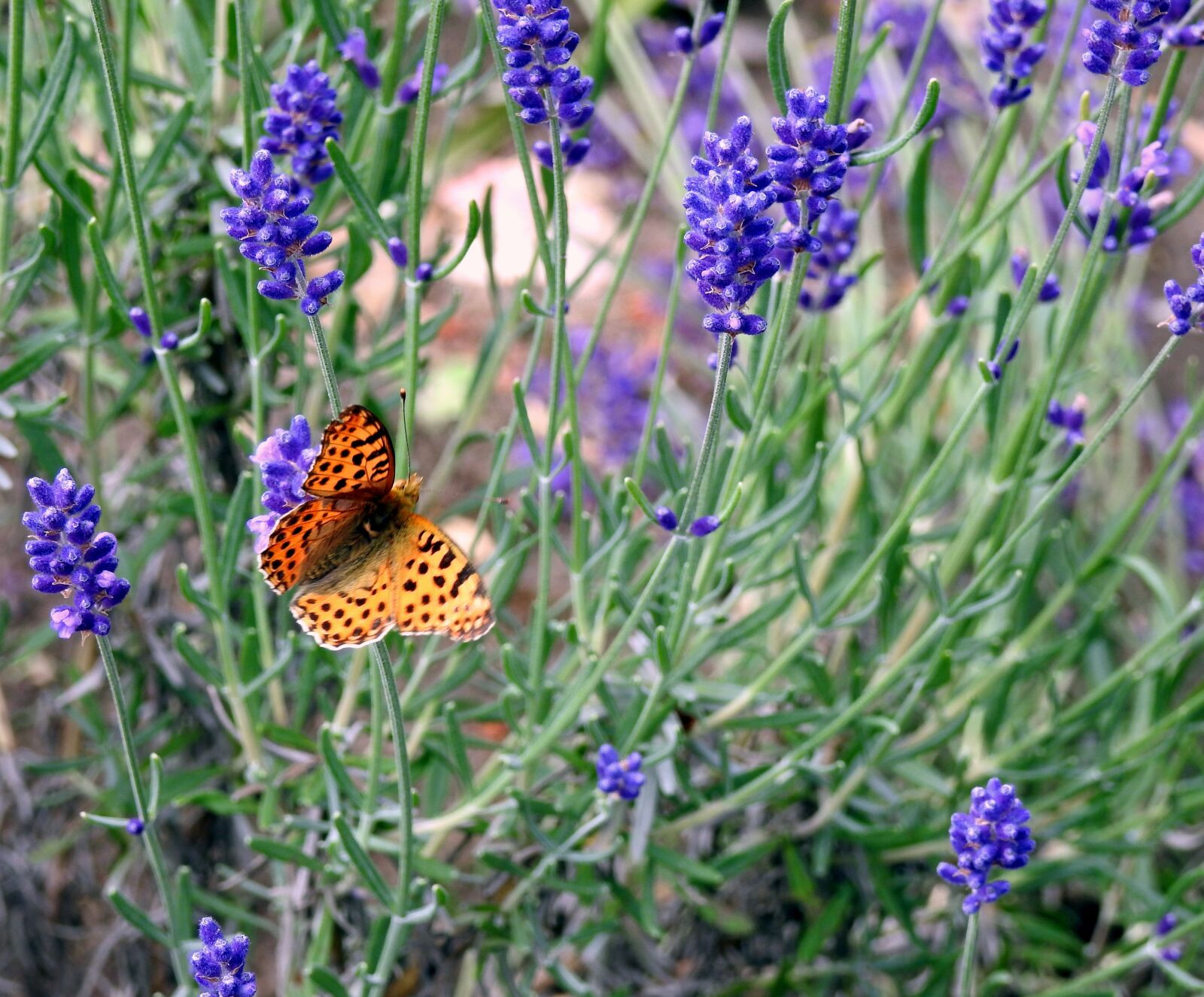 Nikon Coolpix P900 sample photo. Lavender, butterfly, flower photography